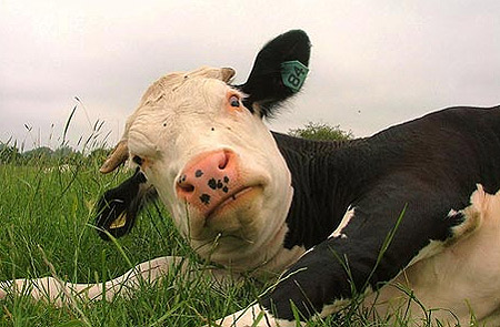 happy_cow