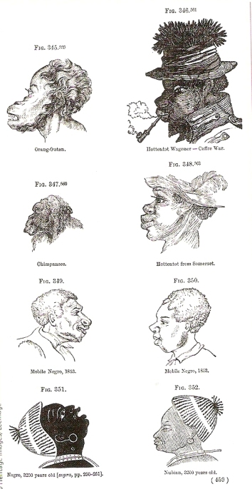 Συγκριτική μελέτη ανάμεσα σε πρωτεύοντα και "Νέγρους" - 1854 